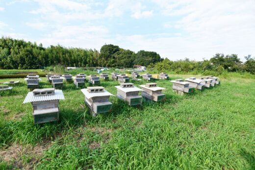 Honeybee farm