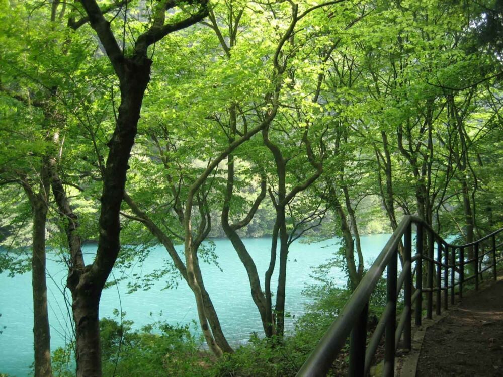 Okutama Forest Therapy Roadの画像